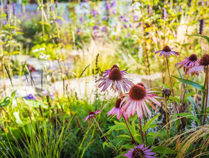 Bloeikalender: wat bloeit er wanneer in de tuin?