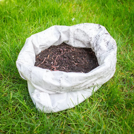Compostwormen mix