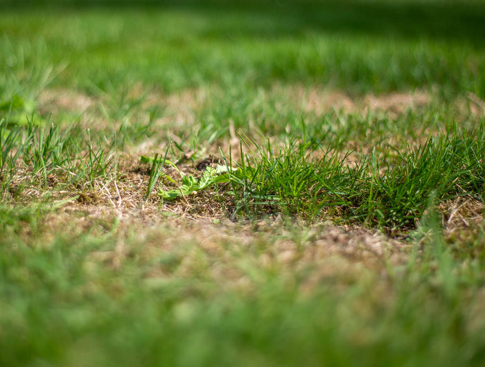 Combattre les blousons de cuir sur la pelouse ? De cette façon, vous pouvez vous en débarrasser rapidement