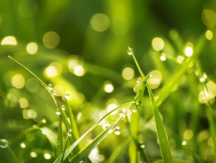 De l'herbe verte dans le jardin ? Commencez à fertiliser votre pelouse !
