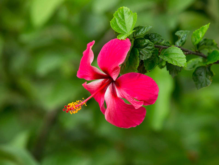 Entretien de l'hibiscus