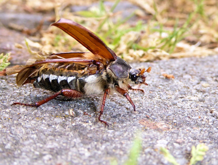 Le hanneton : un insecte persistant au jardin