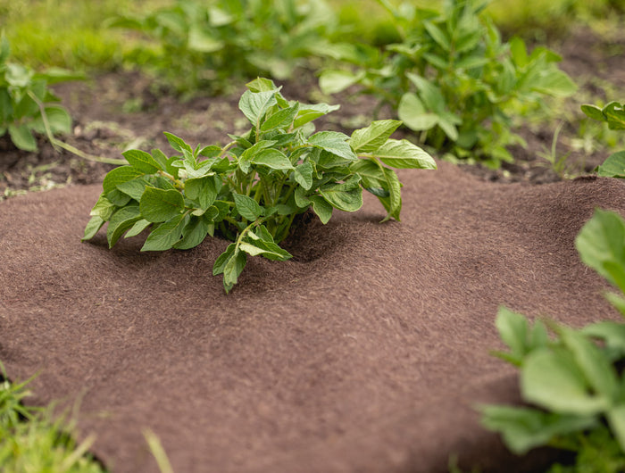 Climate & Care: bescherm gevoelige planten tegen vorst, hitte en droogte