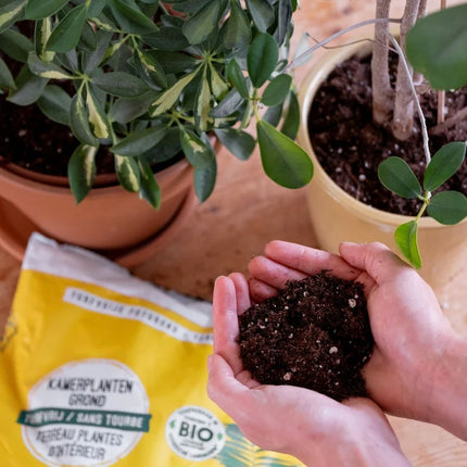 Terreau Plantes d'Intérieur