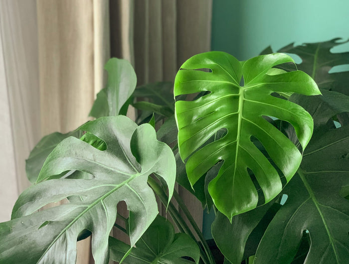 Prendre soin de Monstera