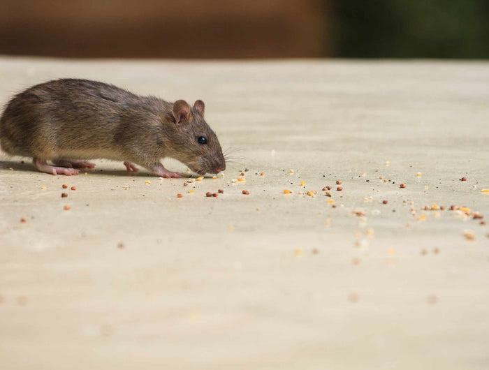 Nuisance causée par les souris ? Débarrassez-vous-en rapidement grâce à ces conseils !