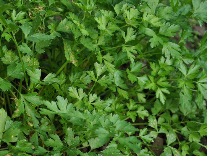 Entretien des plantes de persil