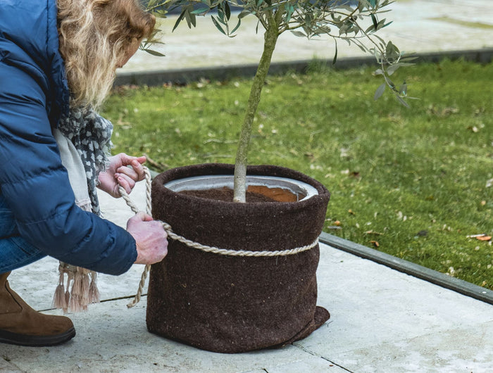 Protégez les plantes sensibles du vent et du froid 🧣
