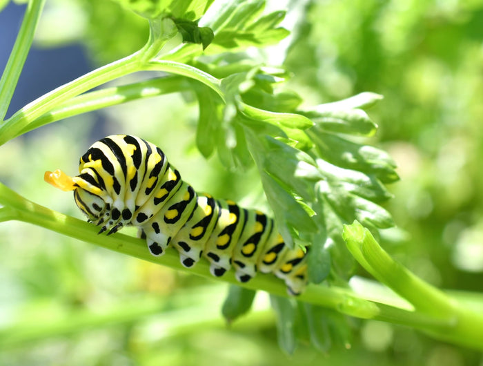 Hooby Rupsen Rupsen bestrijden in de tuin | ECOstyle - Duurzaam tuinieren 🐛 ...