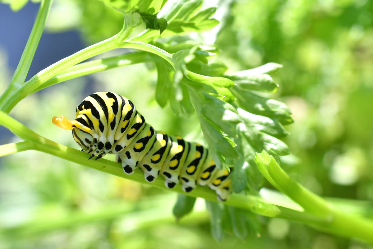 Rupsen bestrijden in de tuin | ECOstyle - Duurzaam tuinieren 🐛 ...