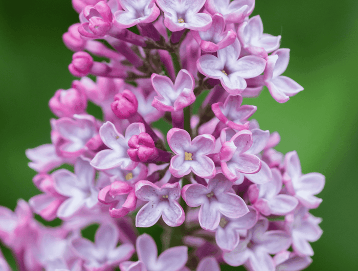 Prendre soin du lilas