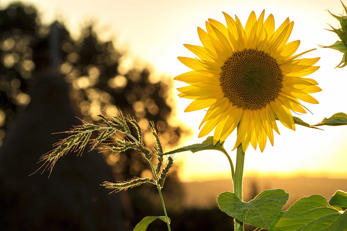Entretien du tournesol - trucs et conseils | ÉCOstyle ?? – ECOstyle Belgium