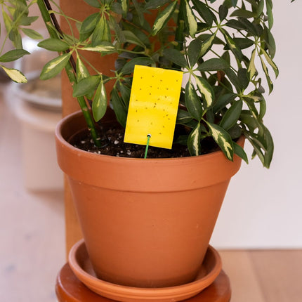 InsectFree Vangplaten