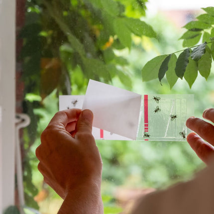 Flyfree autocollant pour fenêtres