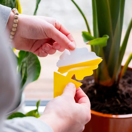 VliegVanger Vangplaten