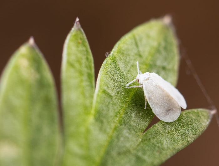 witte vliegjes in tuin